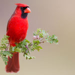 Divine Iguana Collection - Red Cardinal Earrings